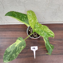 Load image into Gallery viewer, #19 Non TC Philodendron Jose Buono