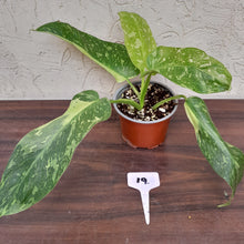 Load image into Gallery viewer, #19 Non TC Philodendron Jose Buono