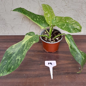 #19 Non TC Philodendron Jose Buono
