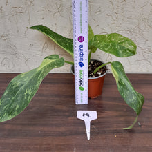 Load image into Gallery viewer, #19 Non TC Philodendron Jose Buono