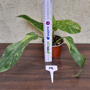 #19 Non TC Philodendron Jose Buono