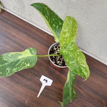 Load image into Gallery viewer, #19 Non TC Philodendron Jose Buono