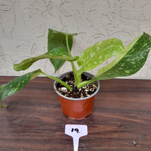 Load image into Gallery viewer, #19 Non TC Philodendron Jose Buono