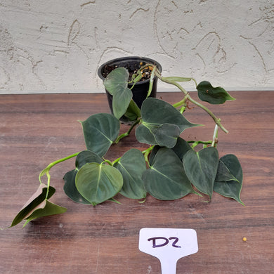 #D2 Philodendron Lupinum