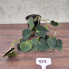 Load image into Gallery viewer, #D2 Philodendron Lupinum