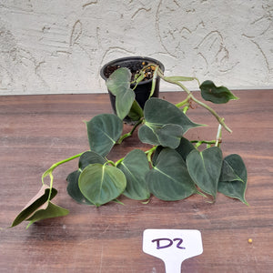 #D2 Philodendron Lupinum