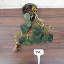 Load image into Gallery viewer, #D2 Philodendron Lupinum