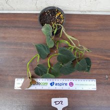 Load image into Gallery viewer, #D2 Philodendron Lupinum