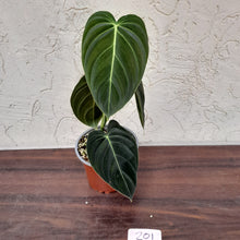 Load image into Gallery viewer, #201 Philodendron Melanochrysum