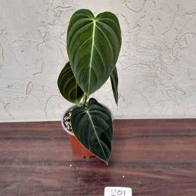 #201 Philodendron Melanochrysum