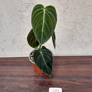 #201 Philodendron Melanochrysum