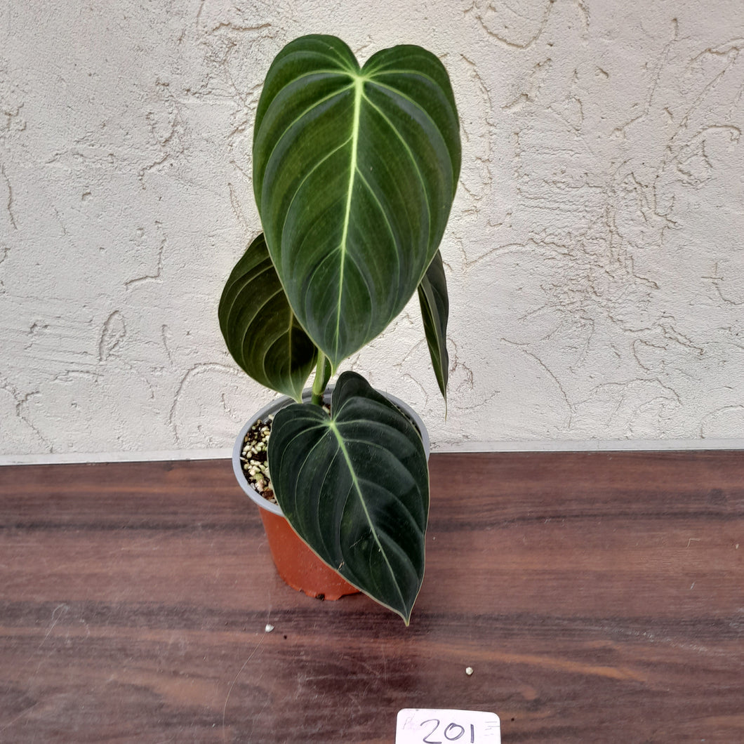#201 Philodendron Melanochrysum