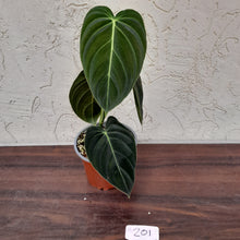 Load image into Gallery viewer, #201 Philodendron Melanochrysum