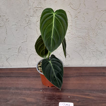 Load image into Gallery viewer, #201 Philodendron Melanochrysum