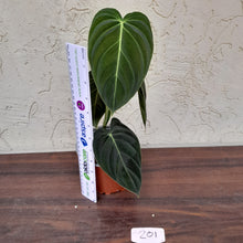 Load image into Gallery viewer, #201 Philodendron Melanochrysum