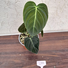 Load image into Gallery viewer, #201 Philodendron Melanochrysum