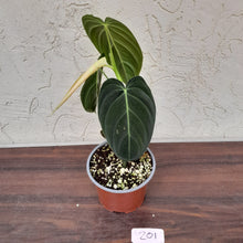 Load image into Gallery viewer, #201 Philodendron Melanochrysum