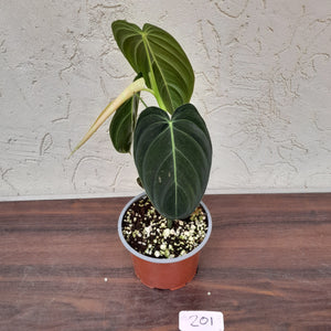 #201 Philodendron Melanochrysum