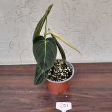 Load image into Gallery viewer, #201 Philodendron Melanochrysum