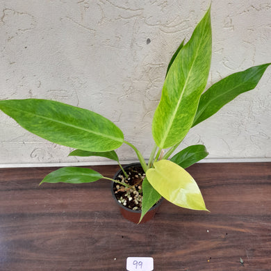 #99 Philodendron Lemon Twist