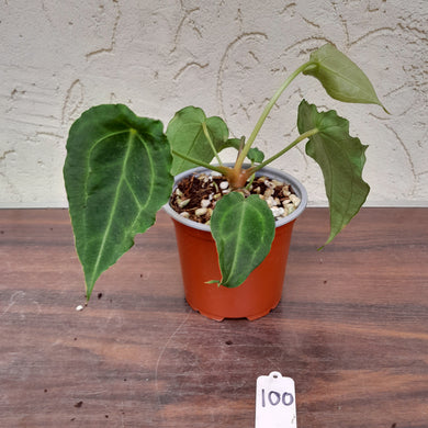 #100 Frilly Anthurium Forgetii x