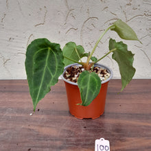 Load image into Gallery viewer, #100 Frilly Anthurium Forgetii x