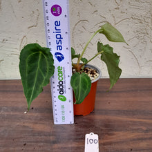 Load image into Gallery viewer, #100 Frilly Anthurium Forgetii x