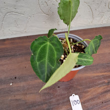 Load image into Gallery viewer, #100 Frilly Anthurium Forgetii x