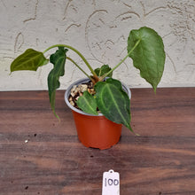 Load image into Gallery viewer, #100 Frilly Anthurium Forgetii x
