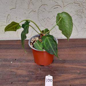 #100 Frilly Anthurium Forgetii x