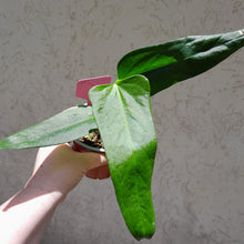 Load image into Gallery viewer, #235 Anthurium Truncicola x &#39;Dark Night&#39;