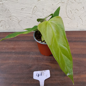 #41 Anthurium Truncicola x 'Dark Night'