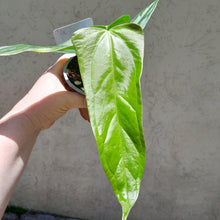 Load image into Gallery viewer, #41 Anthurium Truncicola x &#39;Dark Night&#39;