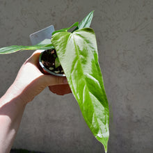 Load image into Gallery viewer, #41 Anthurium Truncicola x &#39;Dark Night&#39;