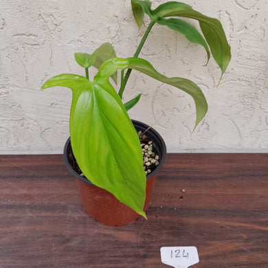 #124 Philodendron Werkhoveniae