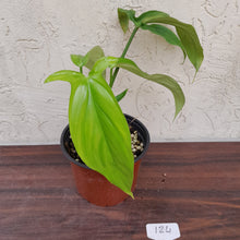 Load image into Gallery viewer, #124 Philodendron Werkhoveniae