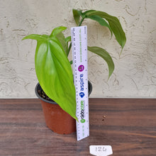 Load image into Gallery viewer, #124 Philodendron Werkhoveniae