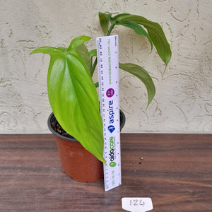 #124 Philodendron Werkhoveniae