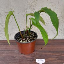 Load image into Gallery viewer, #124 Philodendron Werkhoveniae