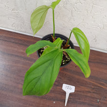 Load image into Gallery viewer, #124 Philodendron Werkhoveniae