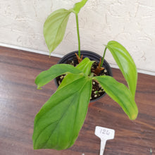 Load image into Gallery viewer, #124 Philodendron Werkhoveniae