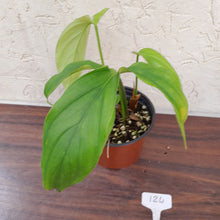 Load image into Gallery viewer, #124 Philodendron Werkhoveniae