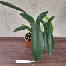 Load image into Gallery viewer, #143 Philodendron 69686 - &#39;Big Ears&#39;