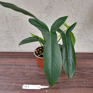#143 Philodendron 69686 - 'Big Ears'