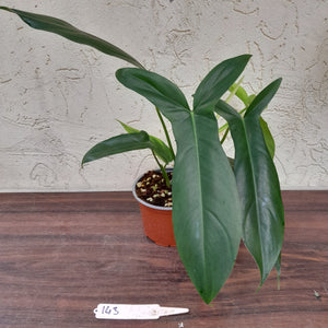 #143 Philodendron 69686 - 'Big Ears'