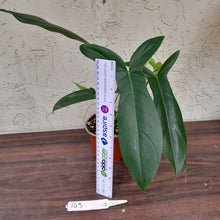 Load image into Gallery viewer, #143 Philodendron 69686 - &#39;Big Ears&#39;
