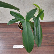 Load image into Gallery viewer, #143 Philodendron 69686 - &#39;Big Ears&#39;