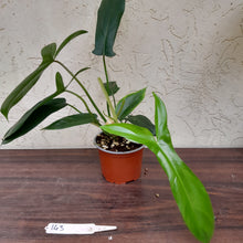 Load image into Gallery viewer, #143 Philodendron 69686 - &#39;Big Ears&#39;