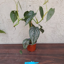 Load image into Gallery viewer, #165 Philodendron Brandtianum