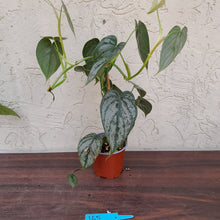 Load image into Gallery viewer, #165 Philodendron Brandtianum
